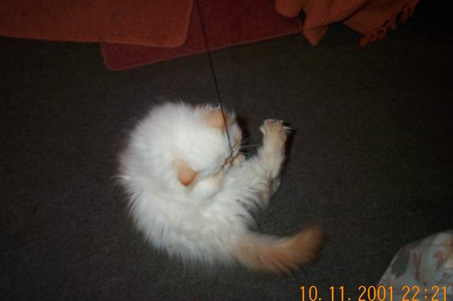 Kitten Gizmo