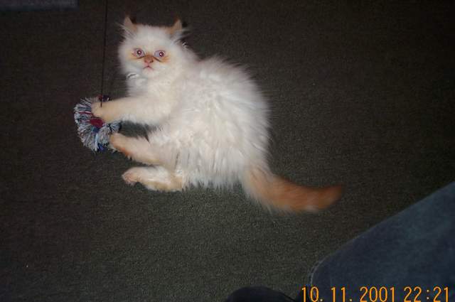 Kitten Gizmo