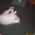 Kitten Gizmo