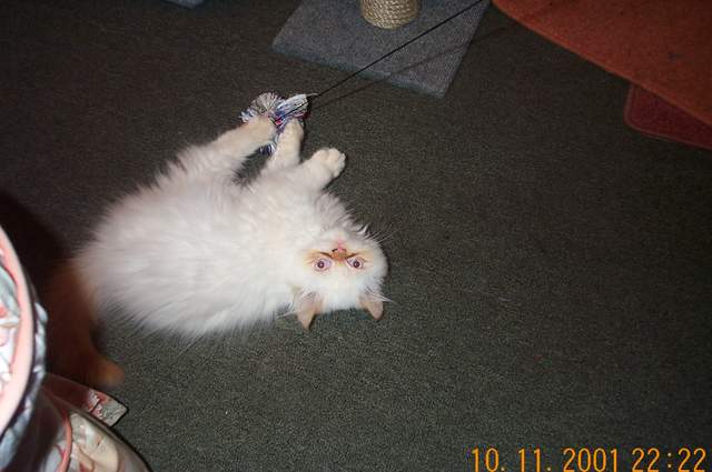 Kitten Gizmo