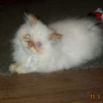 Kitten Gizmo
