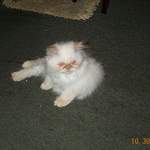 Kitten Gizmo