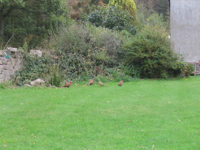 The local wildlife in the garden