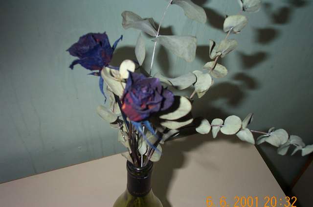 DCP 0916
