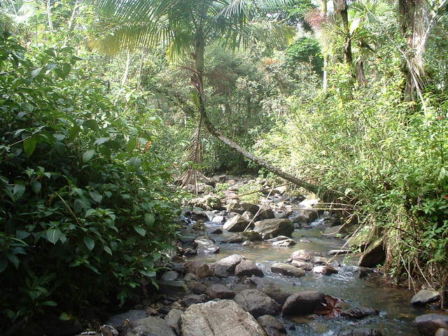 Photo taken on the Big Tree Trail to the falls
