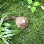 Went off path (bad tourist I am) and got this lil guy to pose for the cam