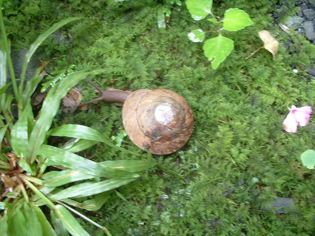 Went off path (bad tourist I am) and got this lil guy to pose for the cam