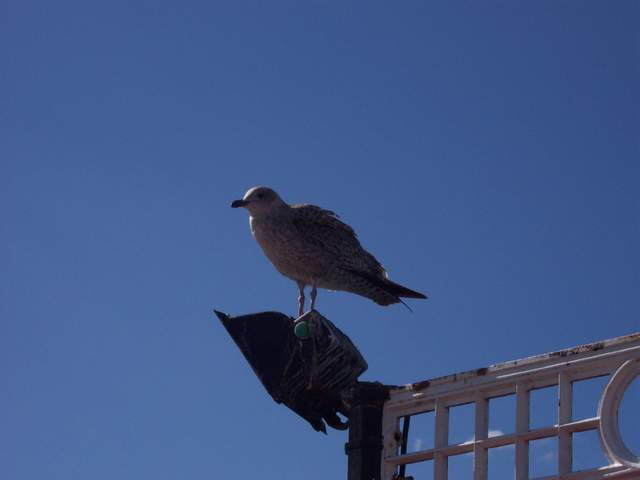 100_1113.JPG