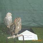 August 12th 2000 : Sussex Show