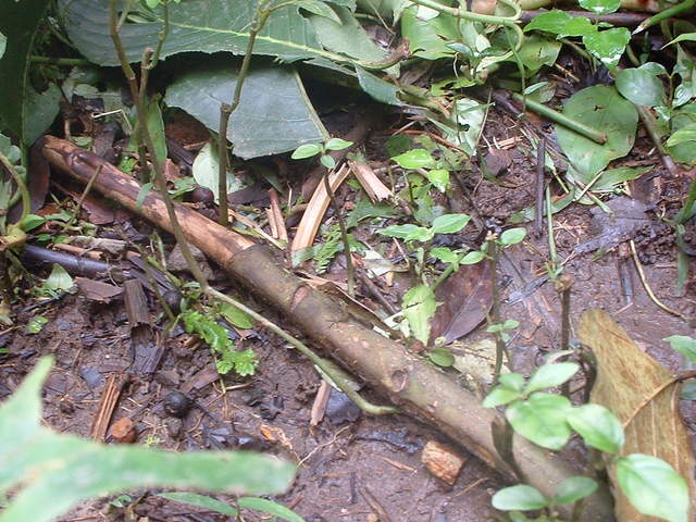 Look another happy native of the forest who posed for a pic!