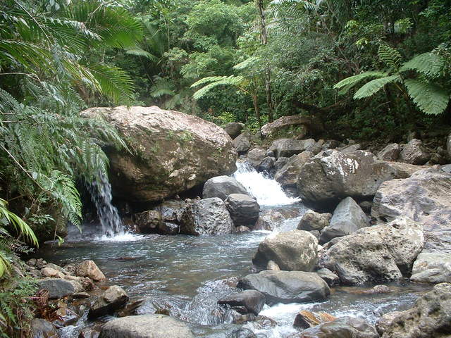 Photo taken on the Big Tree Trail to the falls