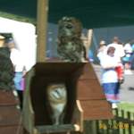 DCP 0136
