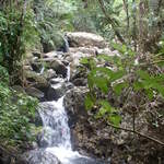 Photo taken on the Big Tree Trail to the falls