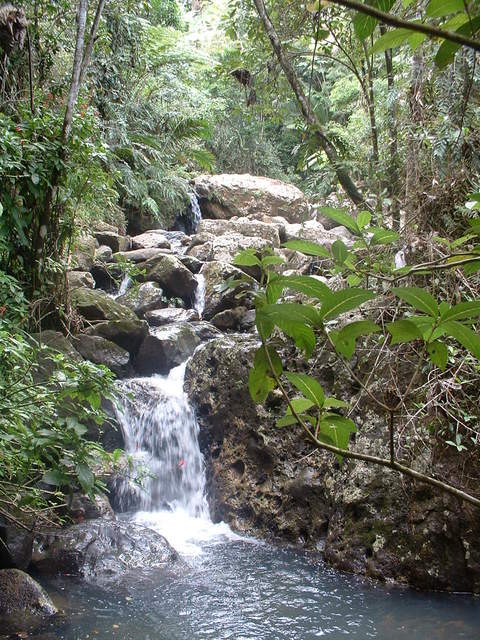 Photo taken on the Big Tree Trail to the falls