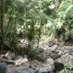 Photo taken on the Big Tree Trail to the falls