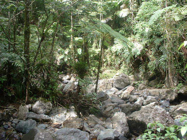 Photo taken on the Big Tree Trail to the falls