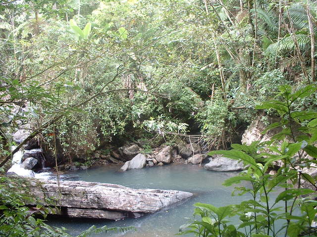 Photo taken on the Big Tree Trail to the falls