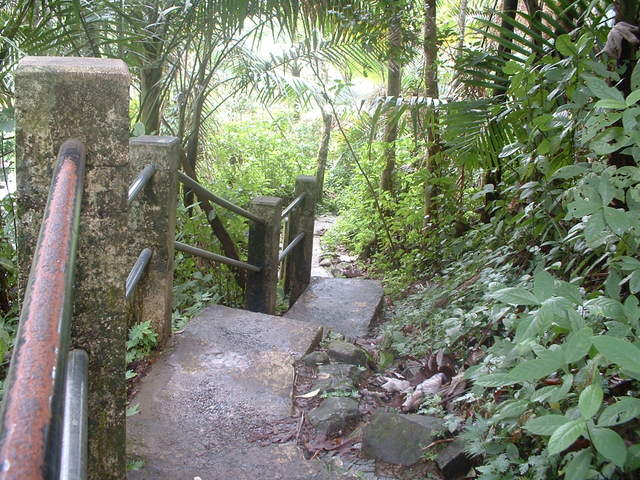 Photo taken on the Big Tree Trail to the falls