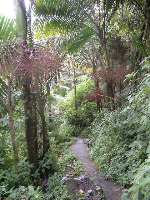 Photo taken on the Big Tree Trail to the falls... almost there.