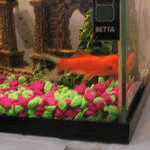 Bailey's and Tequila exploring their new home movie