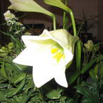 Flowers 001