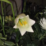 Flowers 002