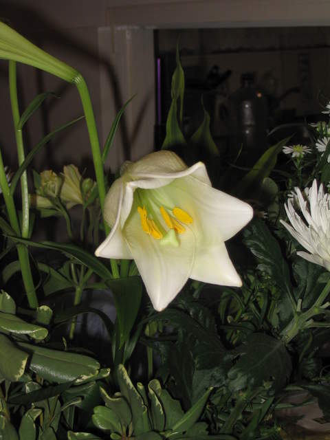 Flowers 002