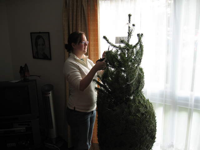The tree being unwrapped