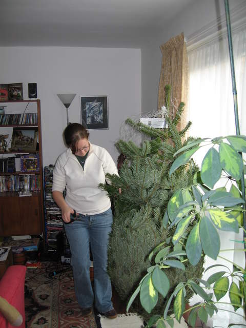 The tree being unwrapped