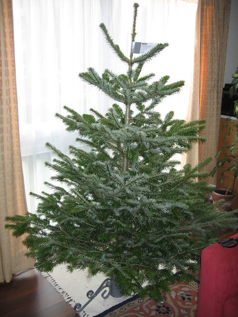 Tree 2005 - it's not fat!