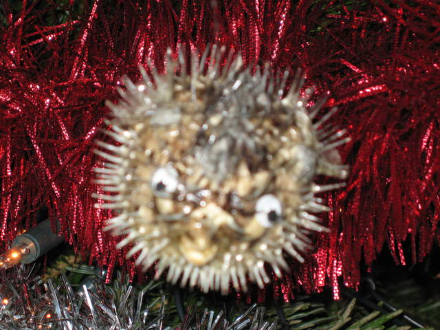 Spikey fish on the tree!