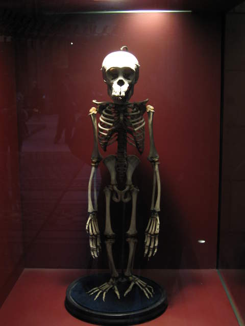 Chimpanzee Skeleton