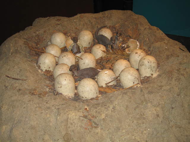 Dinosaur Eggs
