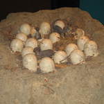 Dinosaur Eggs