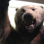 Grizzly Bear
