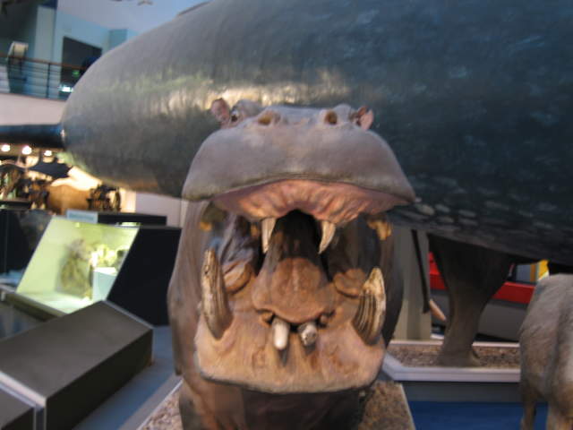Hippo