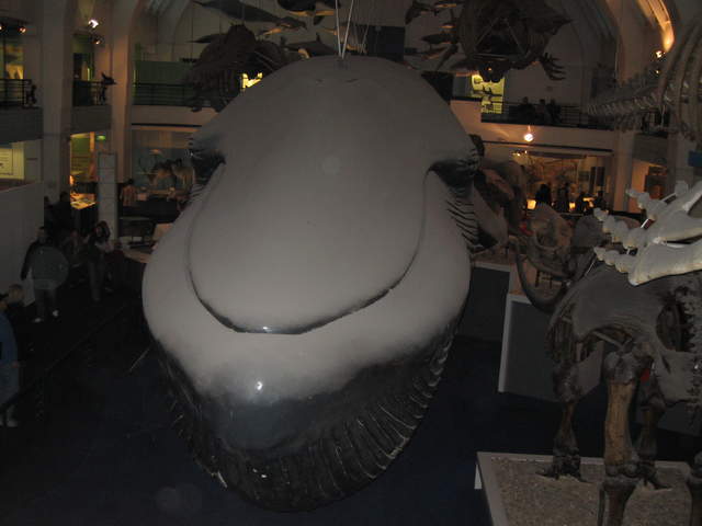 94ft long Blue Whale Model