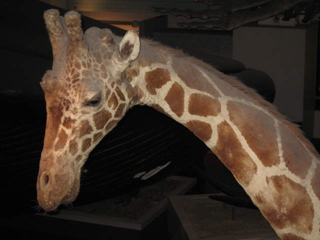 Giraffe