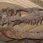 T-Rex Video