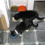 Whiskers and Benny enjoy their Christmas turkey