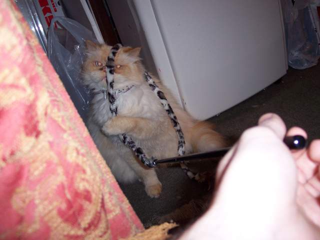 100_1412.jpg
