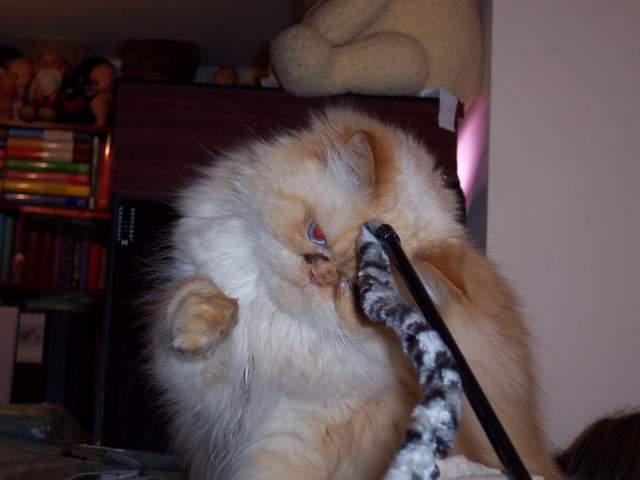100_1425.jpg