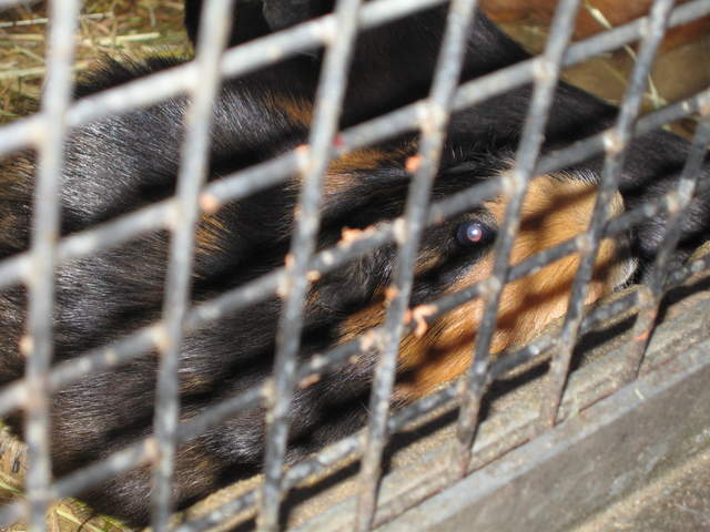 Biscuit Guinea Pig