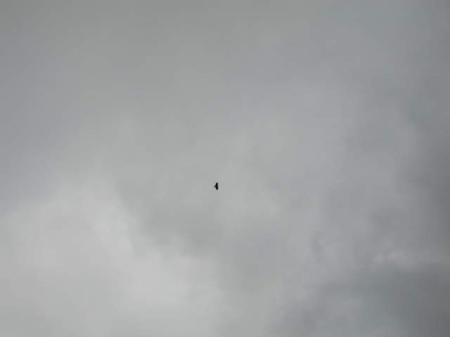 IMG_1293.JPG