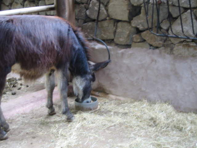 IMG_1314.JPG