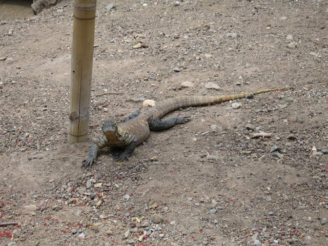 IMG_1252.JPG