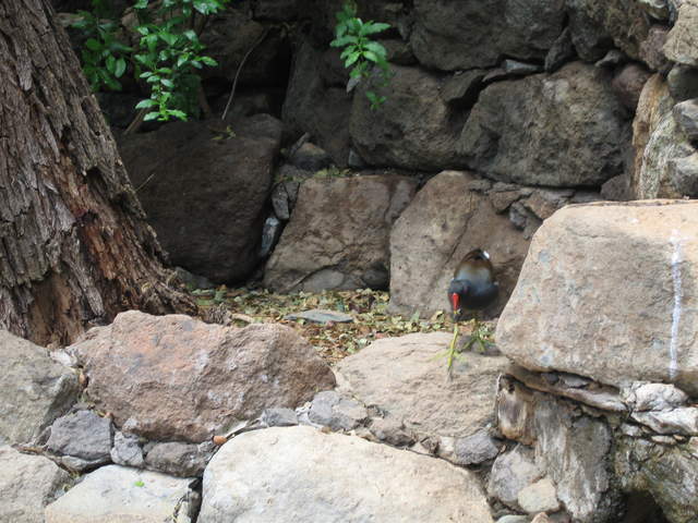 IMG_1264.JPG