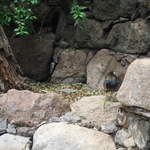 IMG_1264.JPG
