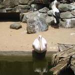 IMG_1266.JPG