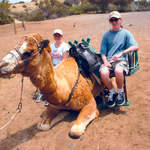 Camels